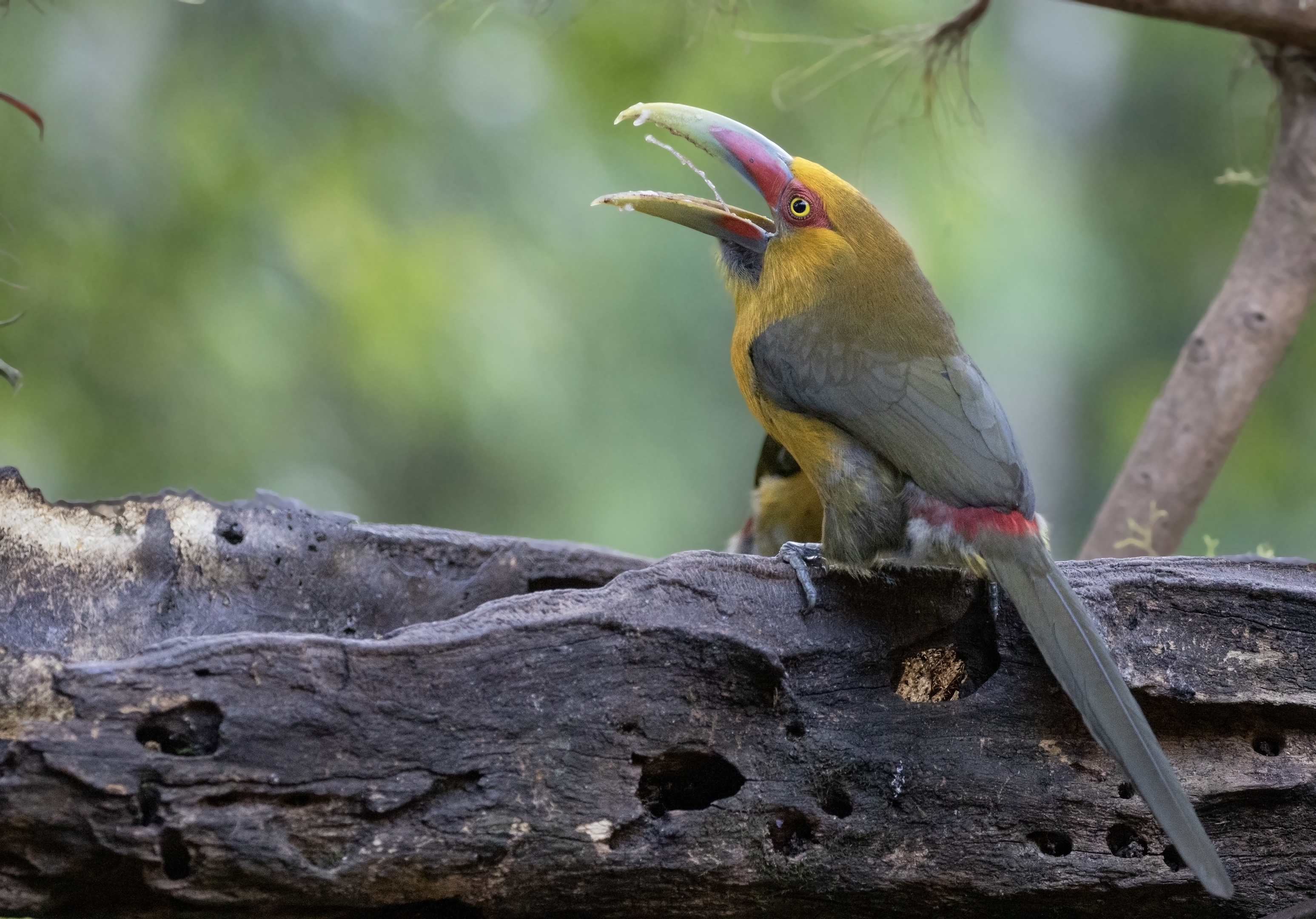 Saffron Toucanet